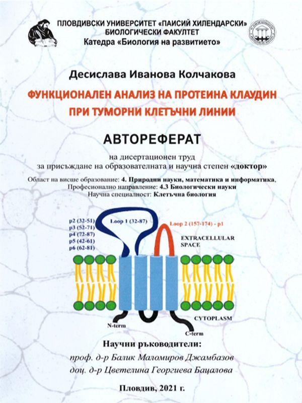 Функционален анализ на протеина клаудин при туморни клетъчни линии